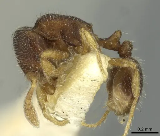 Oxyepoecus reticulatus - CASENT0913871