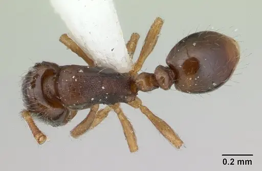 Oxyepoecus rosai specimen