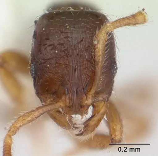 Oxyepoecus rosai specimen