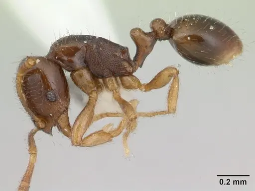 Oxyepoecus rosai specimen