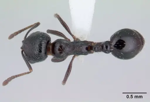 Oxyopomyrmex insularis specimen
