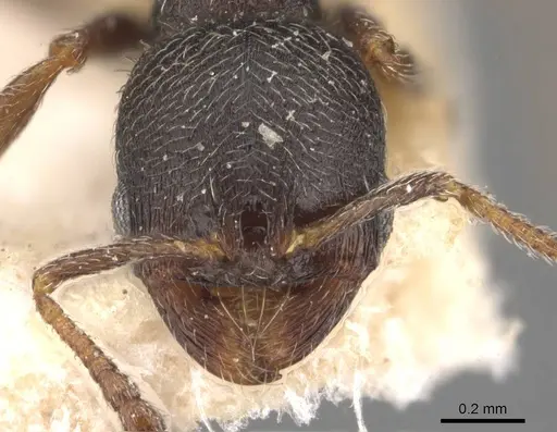 Oxyopomyrmex krueperi specimen