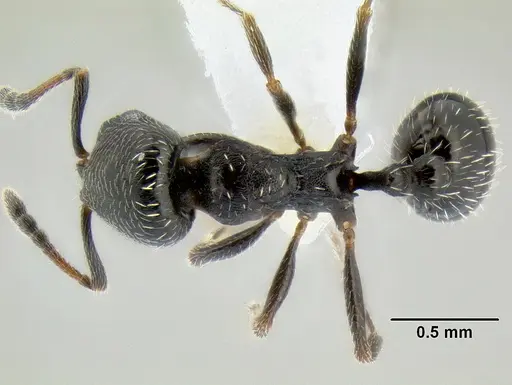 Oxyopomyrmex laevibus specimen