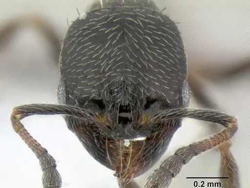 Oxyopomyrmex laevibus specimen