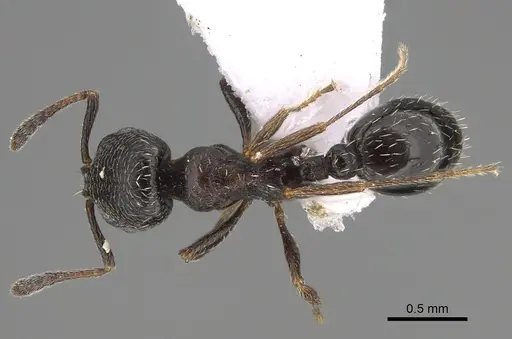 Oxyopomyrmex laevibus - CASENT0923230