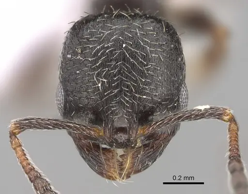 Oxyopomyrmex laevibus - CASENT0923230