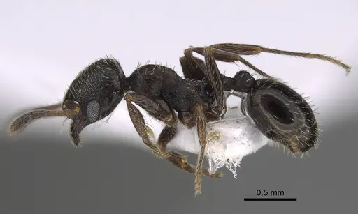 Oxyopomyrmex laevibus - CASENT0923230