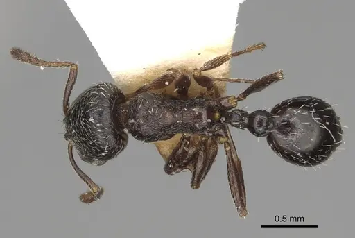 Oxyopomyrmex magnus specimen