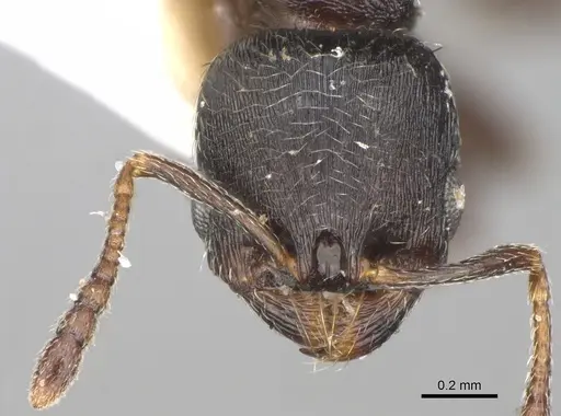 Oxyopomyrmex magnus specimen