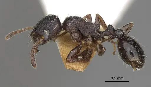 Oxyopomyrmex magnus specimen
