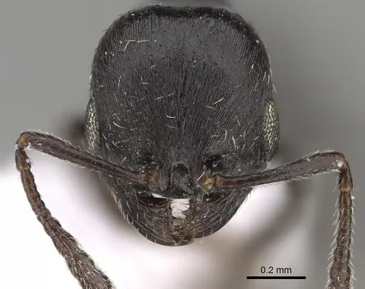 Oxyopomyrmex negevensis specimen