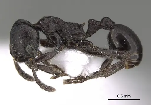 Oxyopomyrmex negevensis specimen