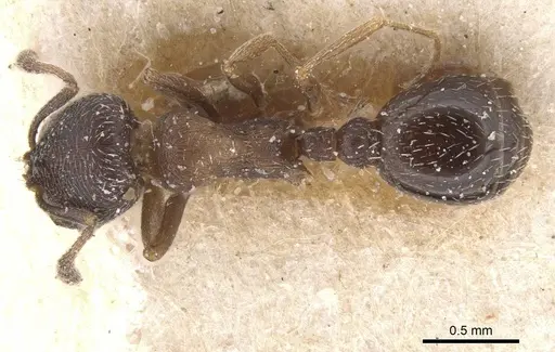 Oxyopomyrmex nigripes specimen