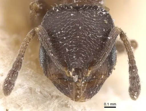 Oxyopomyrmex nigripes specimen