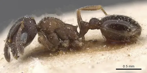 Oxyopomyrmex nigripes specimen