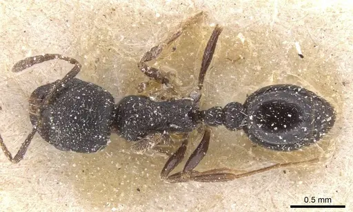 Oxyopomyrmex nigripes - CASENT0913247