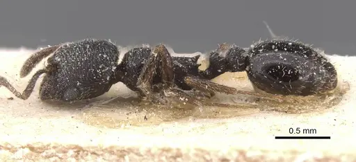 Oxyopomyrmex nigripes - CASENT0913247