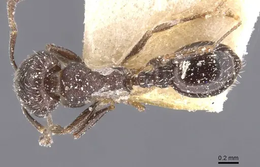 Oxyopomyrmex nigripes - CASENT0913249