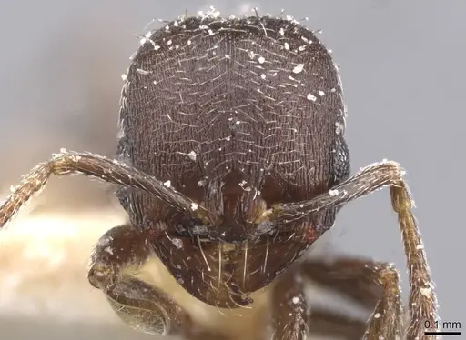 Oxyopomyrmex nigripes - CASENT0913249