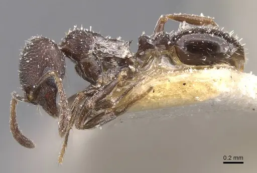 Oxyopomyrmex nigripes - CASENT0913249