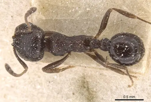 Oxyopomyrmex nitidior specimen