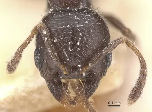 Oxyopomyrmex nitidior specimen