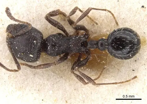 Oxyopomyrmex nitidior - CASENT0913246