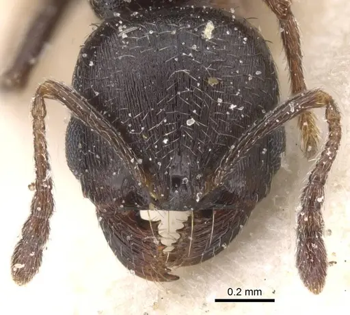 Oxyopomyrmex nitidior - CASENT0913246