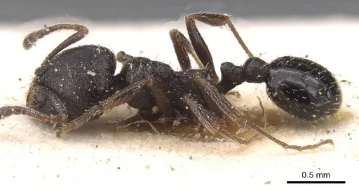 Oxyopomyrmex nitidior - CASENT0913246