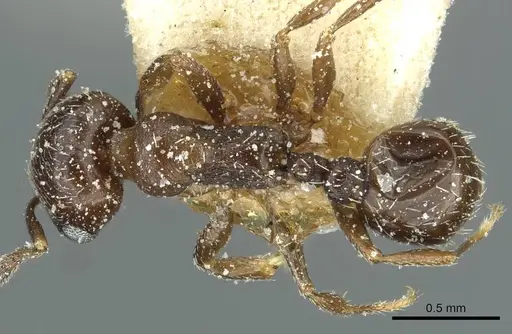 Oxyopomyrmex nitidior - CASENT0913250