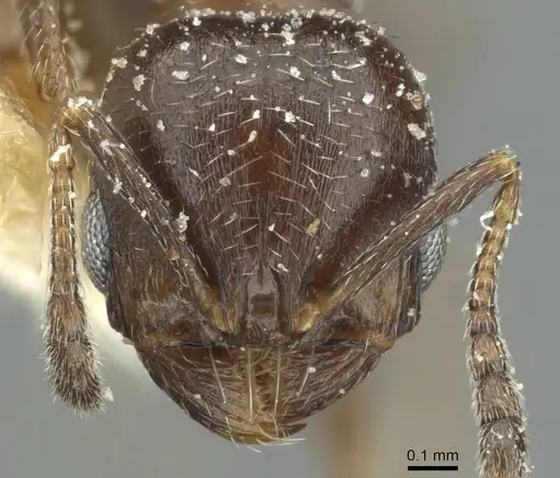 Oxyopomyrmex nitidior - CASENT0913250