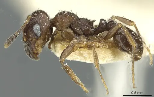 Oxyopomyrmex nitidior - CASENT0913250