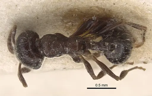 Oxyopomyrmex nitidior - CASENT0917759