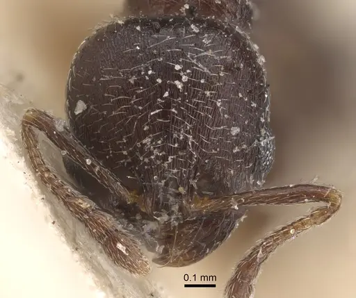 Oxyopomyrmex nitidior - CASENT0917759