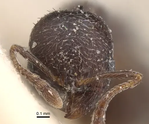 Oxyopomyrmex nitidior - CASENT0917759