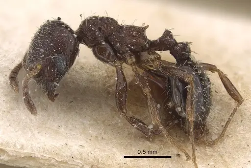 Oxyopomyrmex nitidior - CASENT0917759