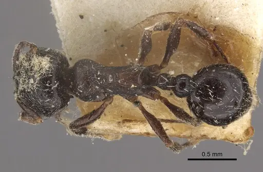 Oxyopomyrmex nitidior - CASENT0917760