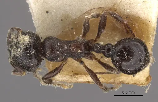 Oxyopomyrmex nitidior - CASENT0917760
