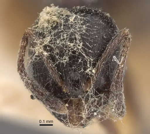 Oxyopomyrmex nitidior - CASENT0917760