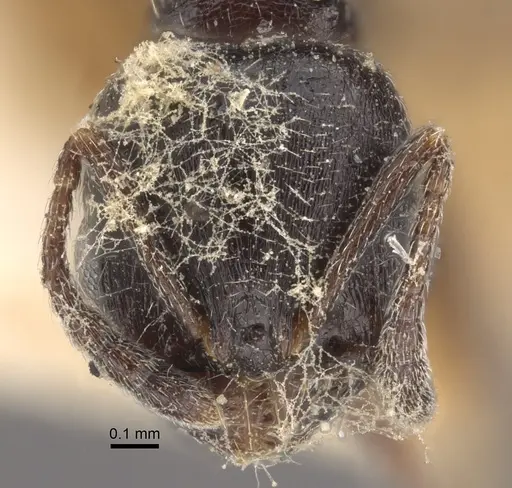 Oxyopomyrmex nitidior - CASENT0917760