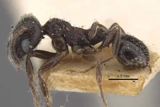 Oxyopomyrmex nitidior - CASENT0917760