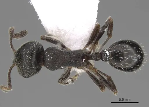 Oxyopomyrmex polybotesi specimen