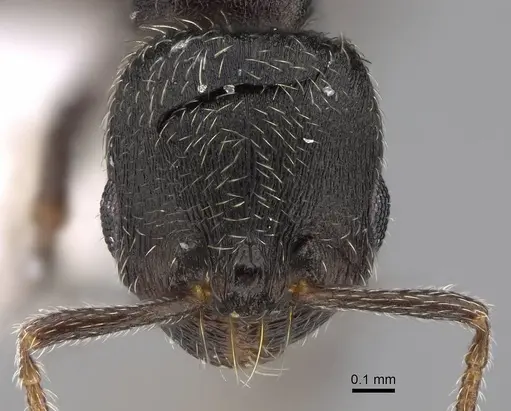 Oxyopomyrmex polybotesi specimen