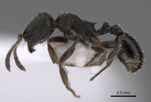 Oxyopomyrmex polybotesi specimen