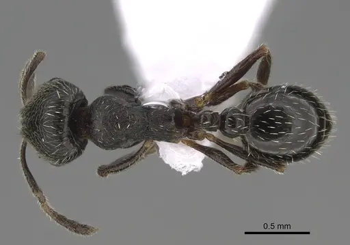 Oxyopomyrmex polybotesi - CASENT0923229
