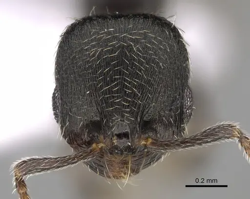 Oxyopomyrmex polybotesi - CASENT0923229