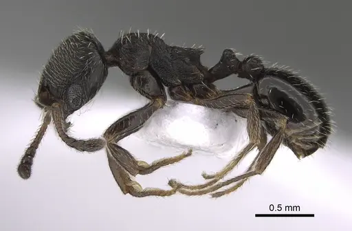 Oxyopomyrmex polybotesi - CASENT0923229