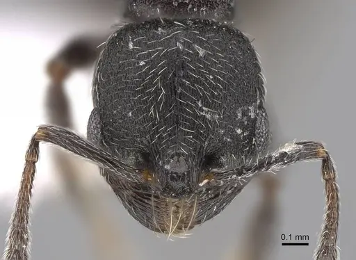 Oxyopomyrmex pygmalioni specimen