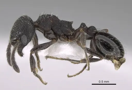 Oxyopomyrmex pygmalioni specimen
