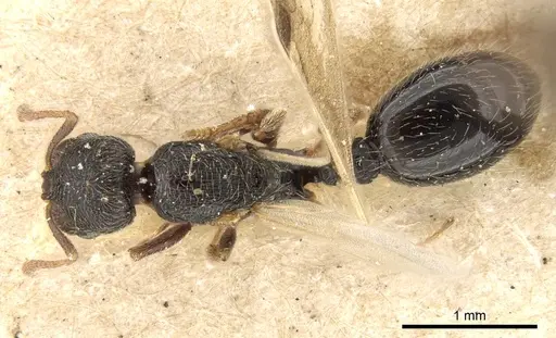 Oxyopomyrmex saulcyi specimen